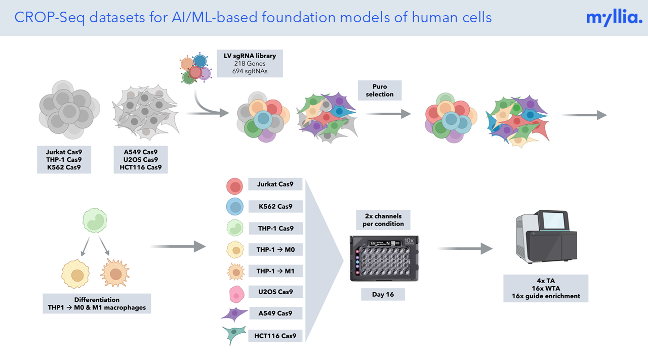 CROP-Seq datasets to train AI/ML-based foundation models of human cell biology
