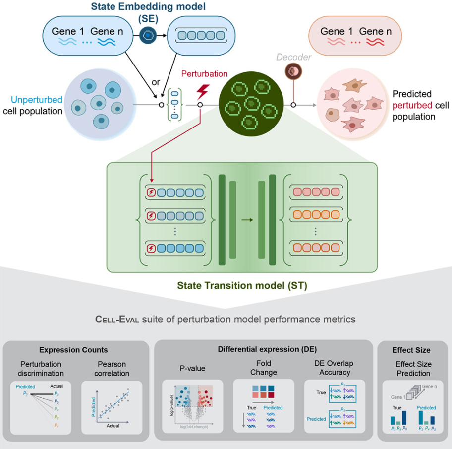 STATE model publication in Cell 2026