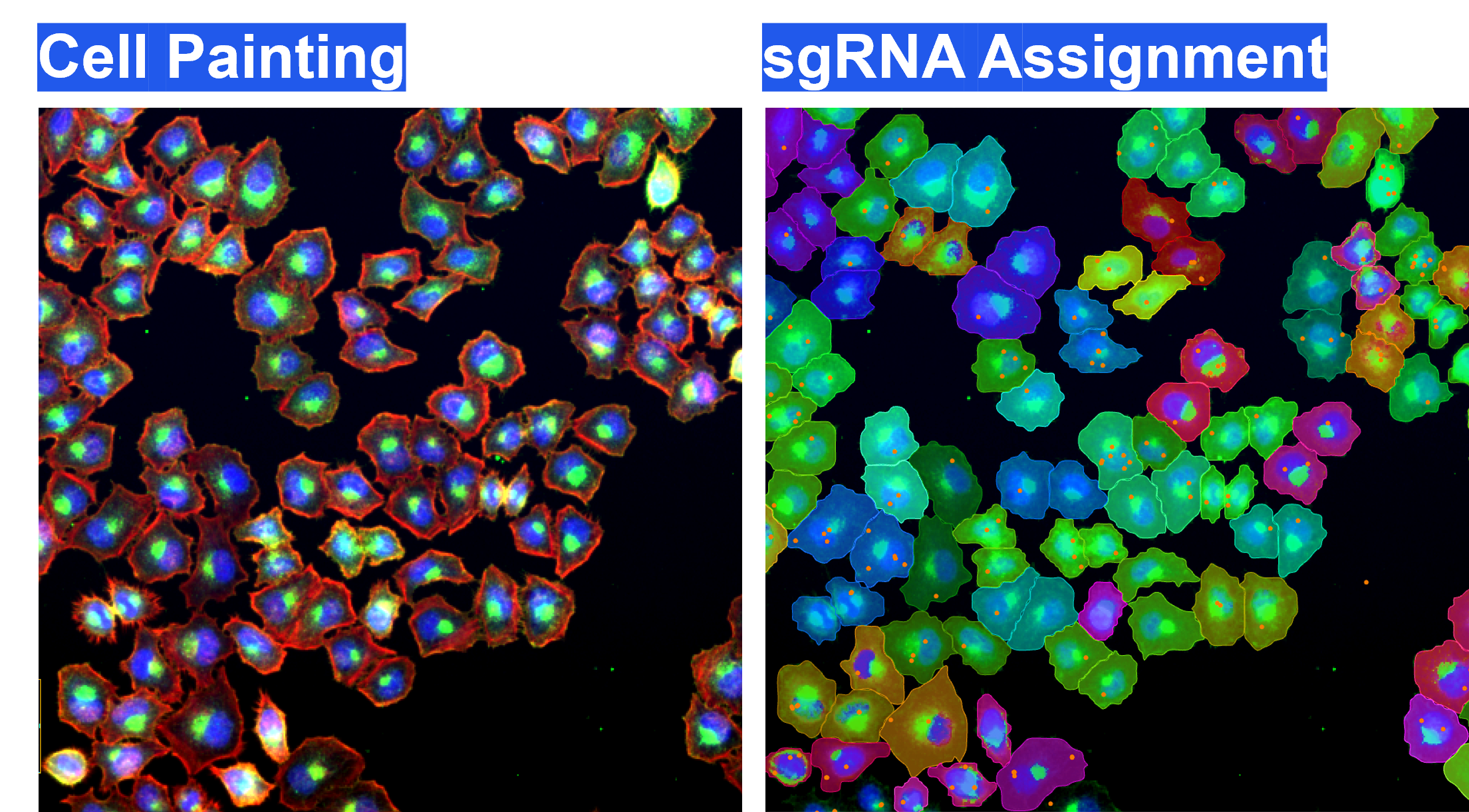 Element Biosciences today announced the successful generation of high-quality optical pooled screening (OPS) data in collaboration with Myllia Biotechnology, marking a significant milestone in expanding multimodal perturbation screening capabilities for drug discovery.