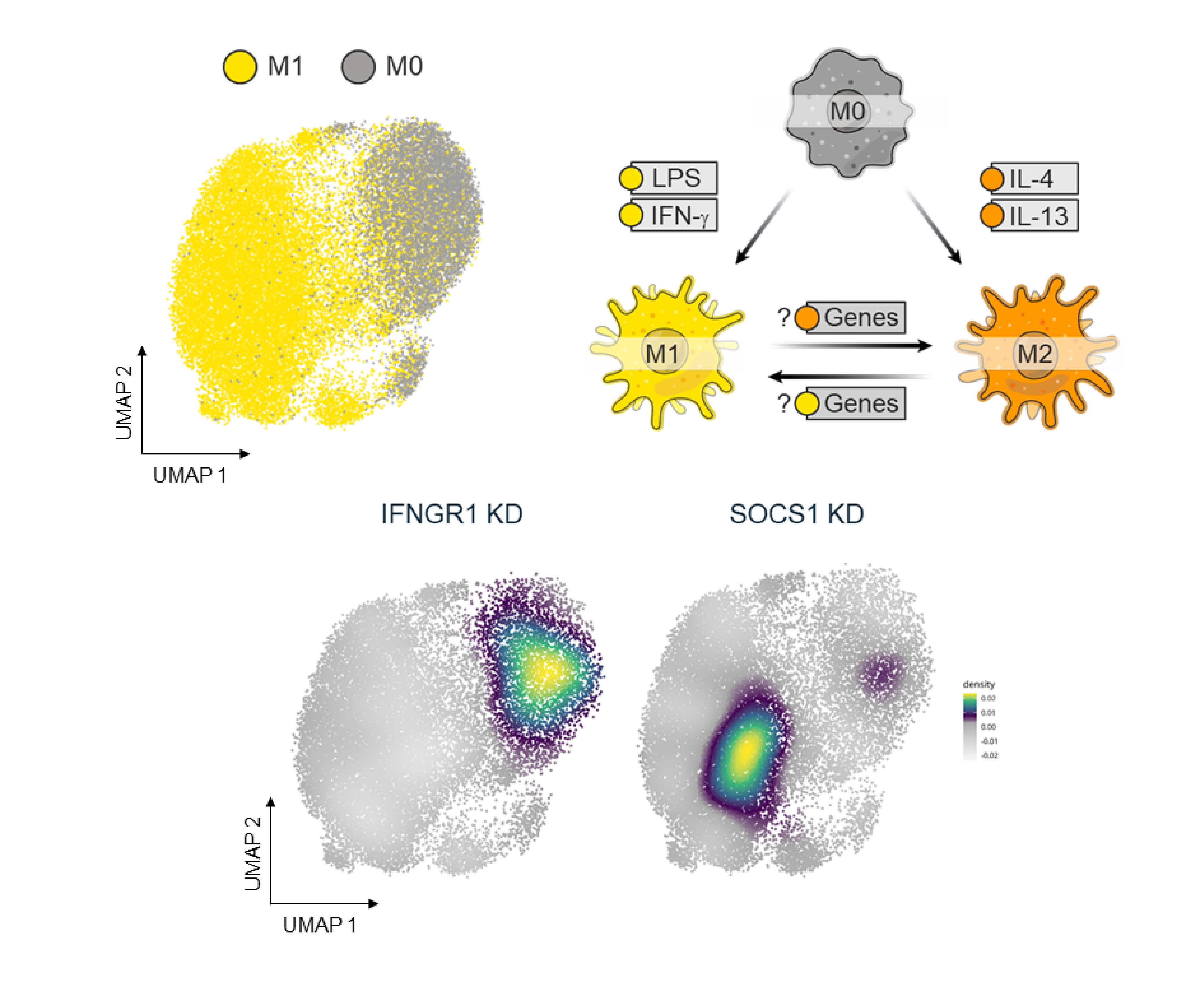 Myllia Press Release - Pooled CRISPR screens with scRNA-Seq in primary human myeloid cells (DCs, macrophages)